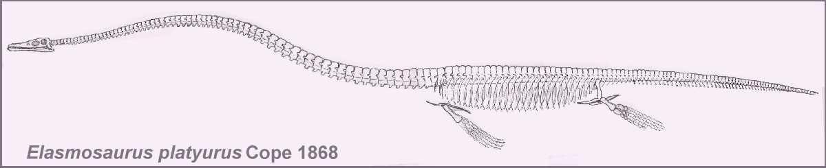 Cope's original elasmosaurus