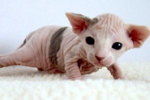 Sphynx kitten